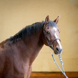 Oct2020PonyPortraits©EllenJackson-21.jpg-sharpen Oct2020PonyPortraits©EllenJackson-21.jpg-sharpen